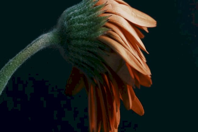 Our Sins and Offenses are Many