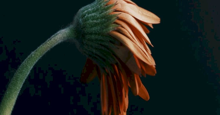 Our Sins and Offenses are Many